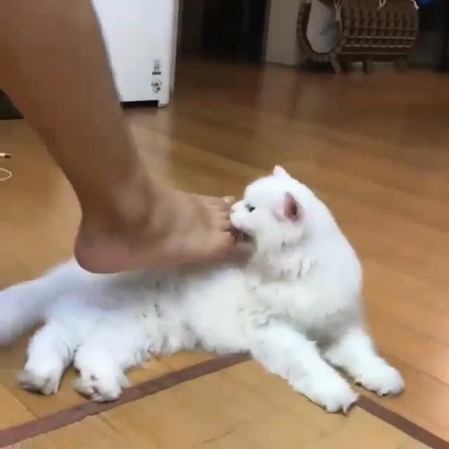如何训练猫咪不抓脚
