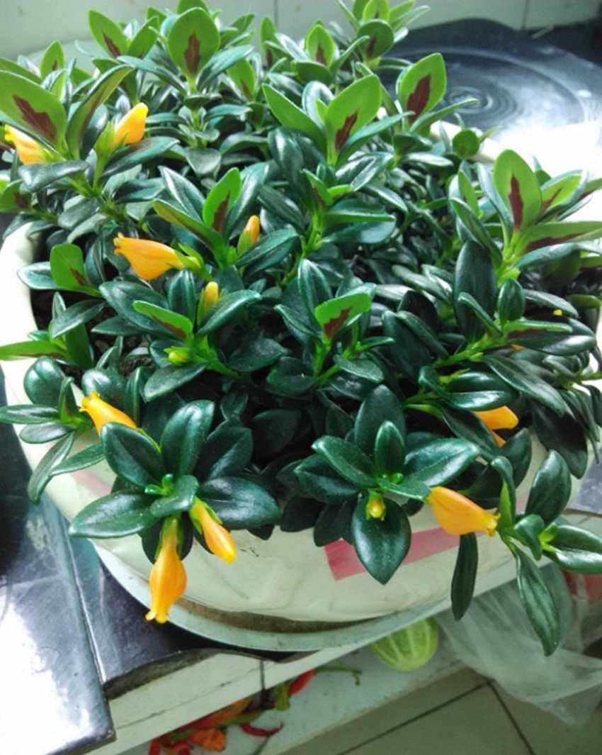 金鱼吊兰的种植方法