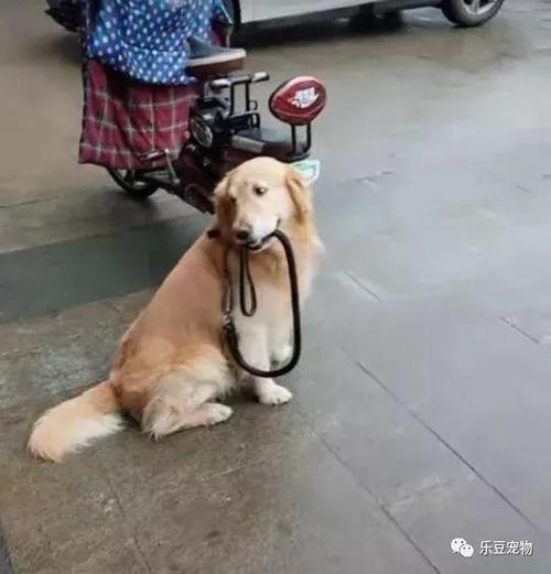 怎样让狗把东西叼回来