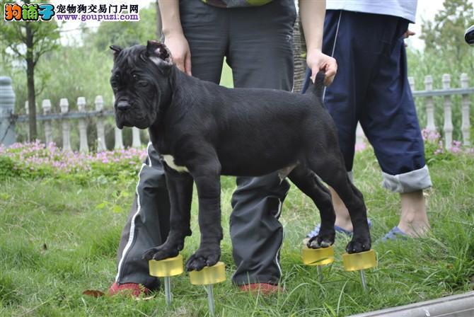 卡斯罗幼犬的排便训练