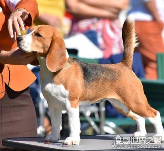如何训练犬气味追踪
