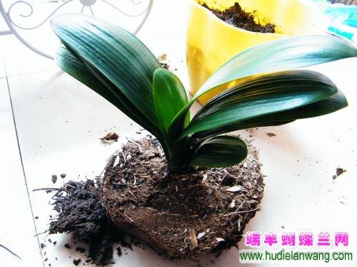 君子兰栽培土壤简介