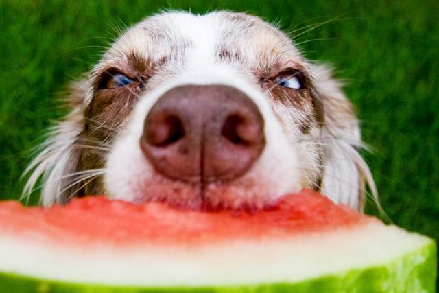 夏天幼犬不吃东西是什么