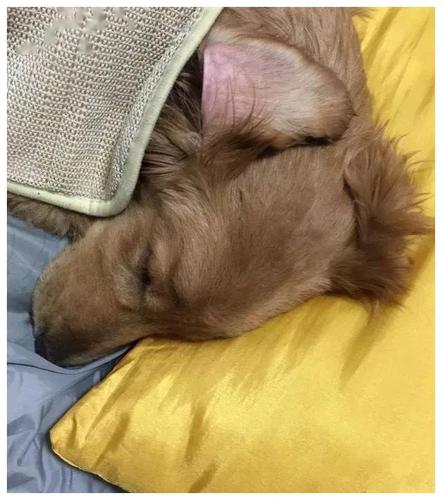 金毛生病了不吃东西