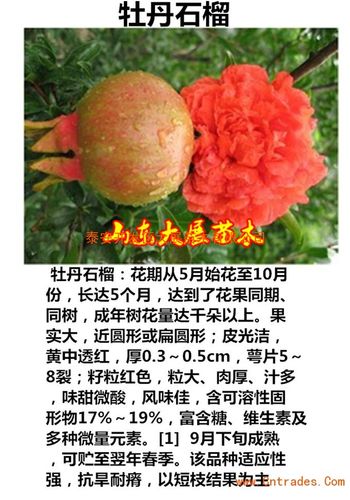 牡丹石榴栽培方法