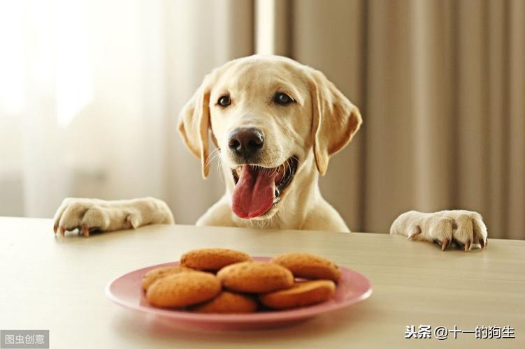 母犬生产后不愿吃东西
