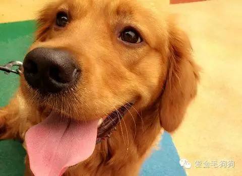 三个月金毛喜欢咬东西怎么办