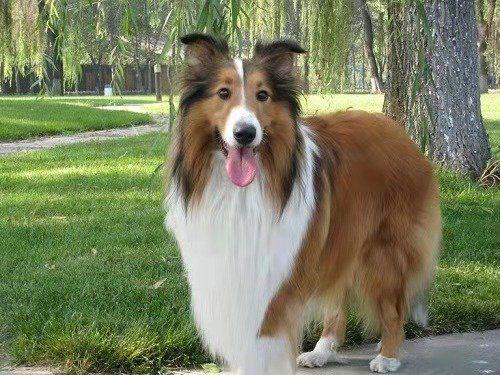 牧羊犬上火不吃东西怎么办