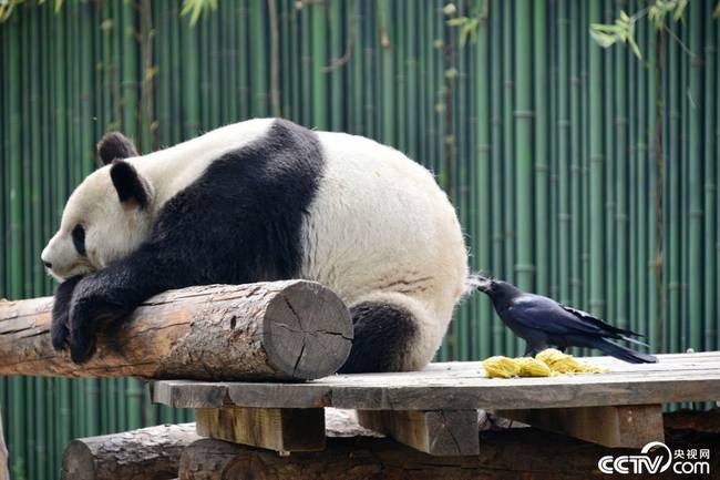 熊猫毛的做法