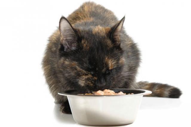 猫很久不吃东西怎么办