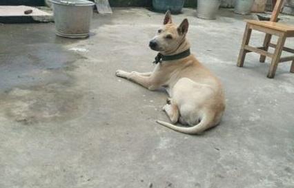 则么训练广西笔尾灰犬