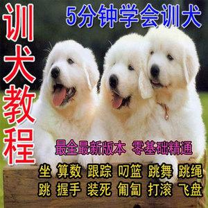 怎样训练狗大小视频教程