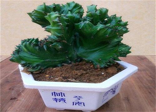 麒麟养殖方法