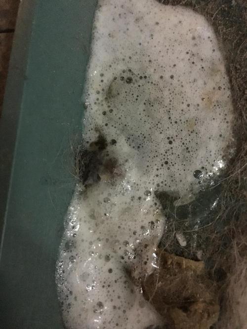 两个月狗吐了白色的东西怎么办