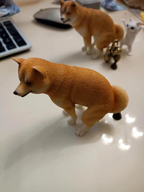 怎么训练日本柴犬拉屎