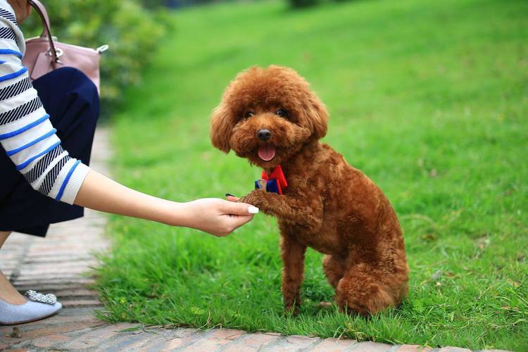 出门防止泰迪犬乱吃东西