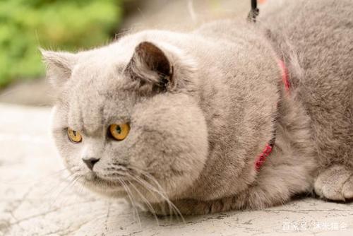 关于东西猫的解释