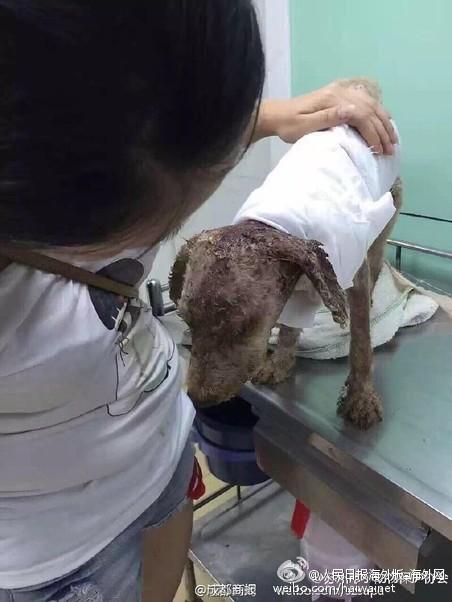 狗狗被烫伤可以用什么东西