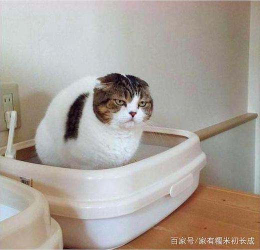 宠物猫转在新东西上尿的原因