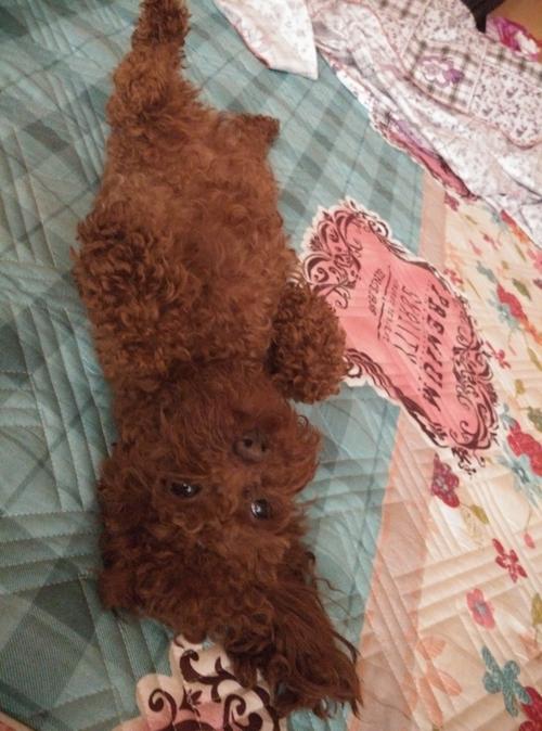 泰迪狗两个月怎么训练上厕所