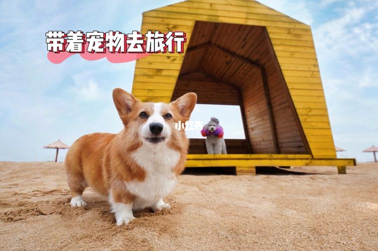 带狗旅行注意什么东西