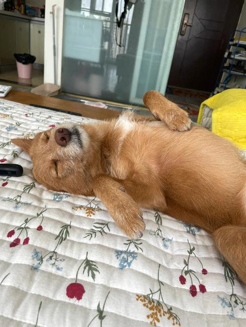 怎么训练狗睡觉