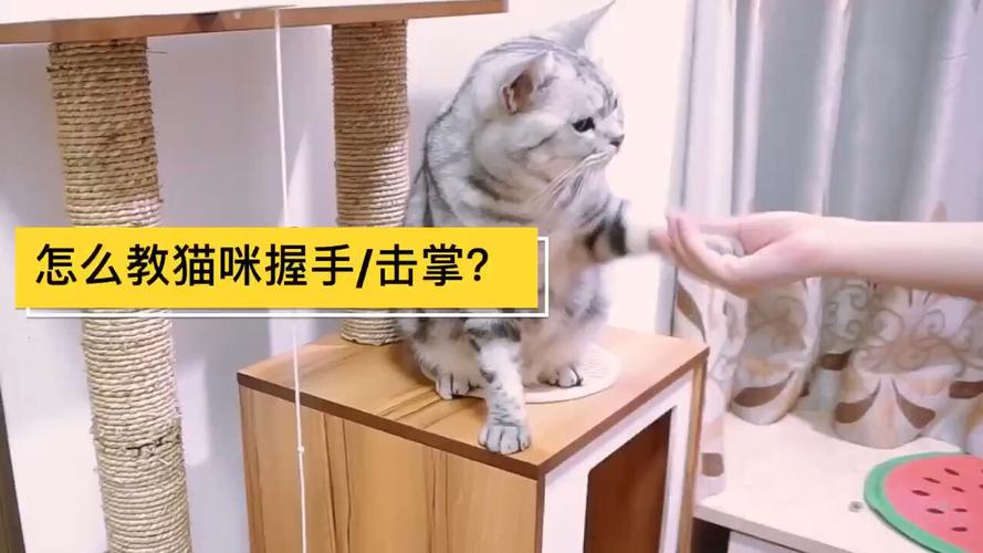 宠物猫握手训练方法