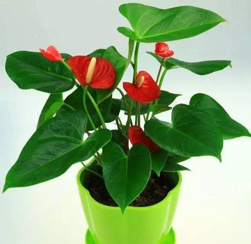 红掌花栽培