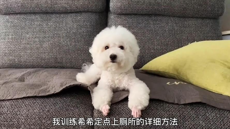 比熊犬怎样训练大小便