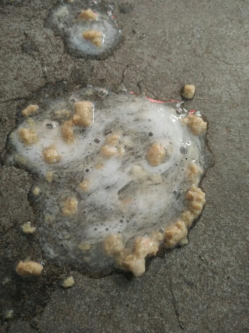 小狗呕吐狗粮和白色东西怎么办