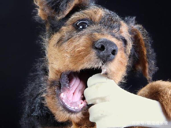 幼犬卡东西怎么办