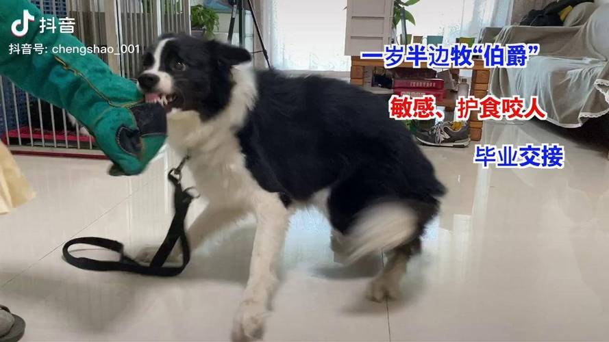 怎么教边牧拿东西