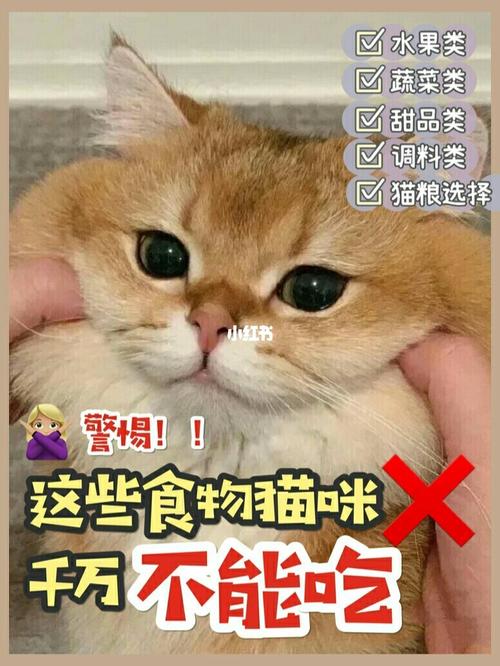 养几年的猫不吃东西怎