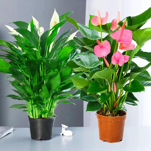 室内栽培草本花卉