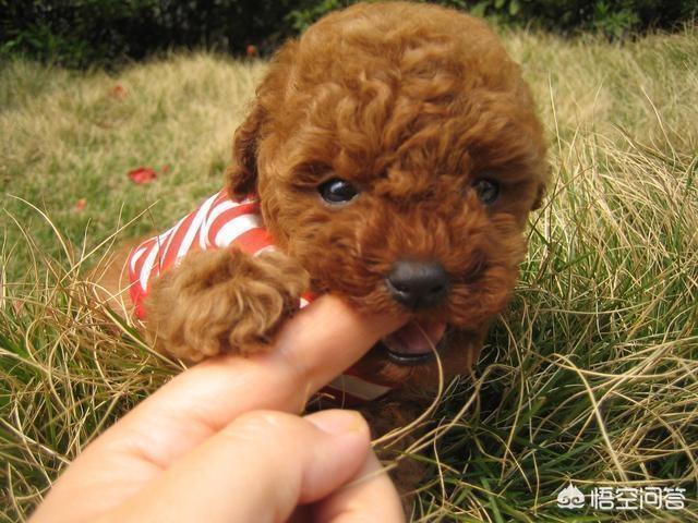 怎么训练两只泰迪