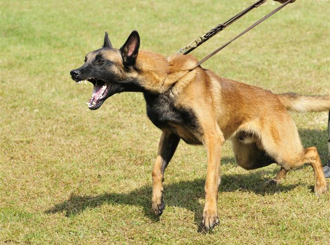 怎么训练马犬打架