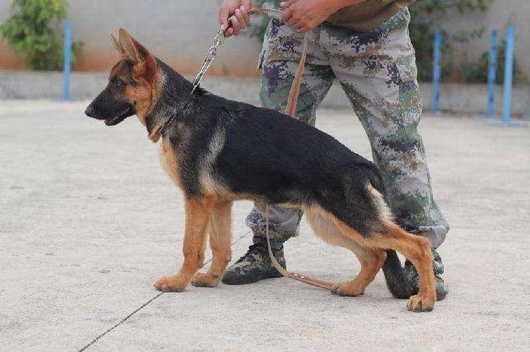 昆明犬咋个训练
