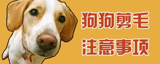 狗配应注意什么东西