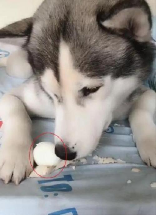 哈士奇吃东西吐了怎么办
