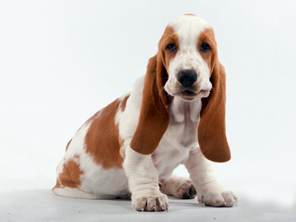怎样训犬乱咬东西