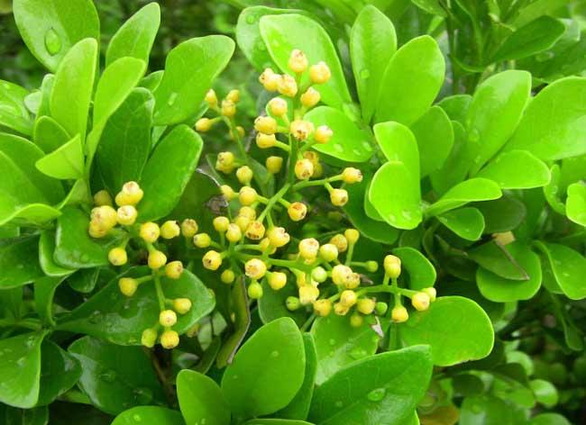 米兰花养殖栽培枝术