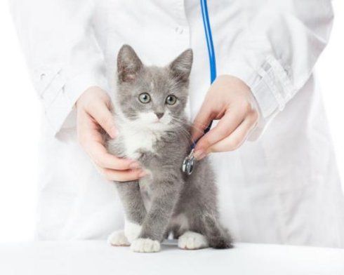 小猫疫苗后不吃东西