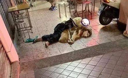 狗吃了乱七八糟的东西倒地不起