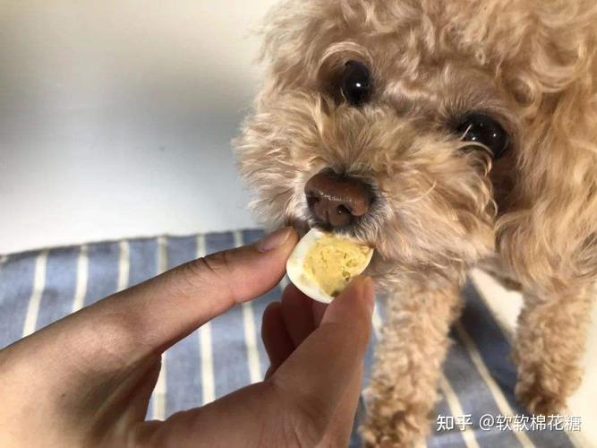 泰迪突然几天不吃东西怎么办