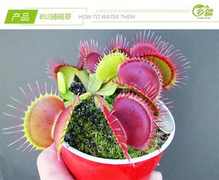 捕虫植物 栽培