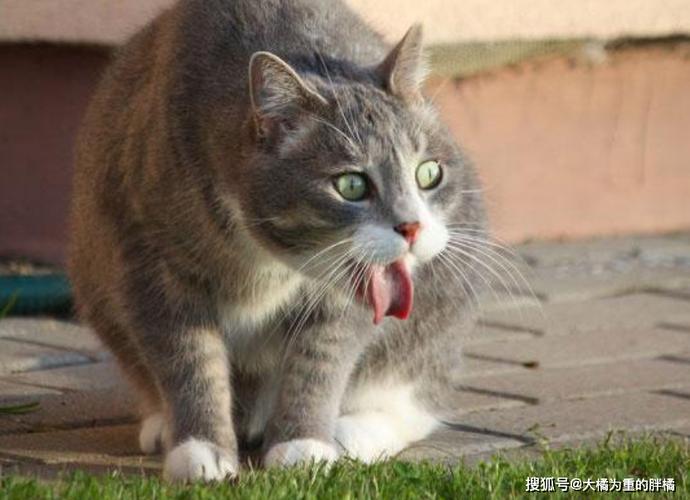 小猫夏天呕吐不吃东西