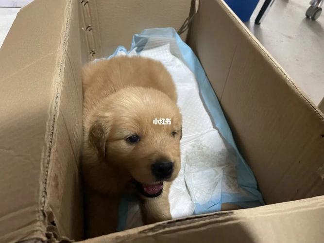 一个月金毛不吃东西怎么办