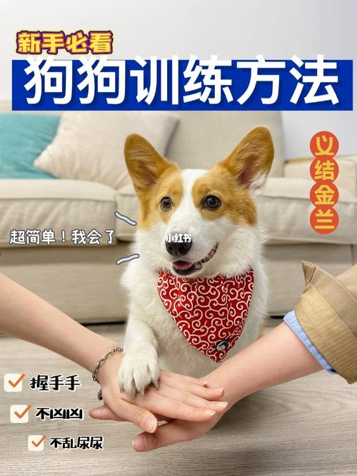 训练狗狗步骤图