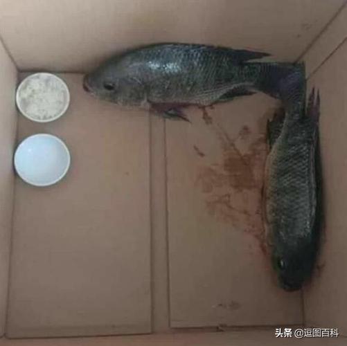 鱼一直不吃东西怎么办