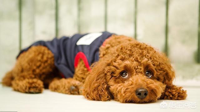 贵宾犬咳嗽不吃东西怎么办